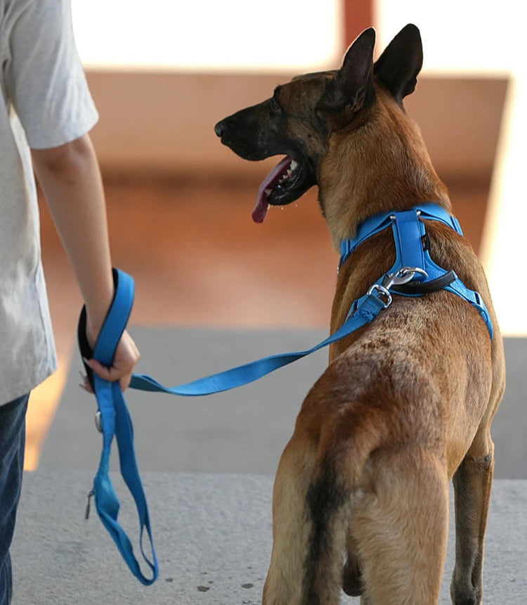 Small Combination - Kleurrijke Hondenriem